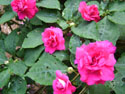 LANDSCAPE-SUMMER-ANNUALS-14.jpg (1681227 bytes)