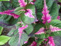 LANDSCAPE-SUMMER-ANNUALS-17.jpg (1572422 bytes)
