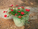 LANDSCAPE-SUMMER-ANNUALS-19.jpg (1637576 bytes)
