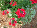 LANDSCAPE-SUMMER-ANNUALS-20.jpg (1643929 bytes)