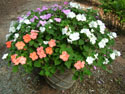 LANDSCAPE-SUMMER-ANNUALS-21.jpg (1630404 bytes)