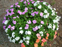 LANDSCAPE-SUMMER-ANNUALS-22.jpg (1632256 bytes)