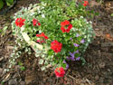 LANDSCAPE-SUMMER-ANNUALS-24.jpg (1657612 bytes)