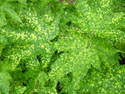 LANDSCAPE-SUMMER-ANNUALS-25.jpg (1657149 bytes)