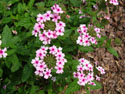 LANDSCAPE-SUMMER-ANNUALS-26.jpg (1624572 bytes)