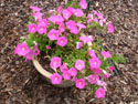 LANDSCAPE-SUMMER-ANNUALS-27.jpg (1548274 bytes)