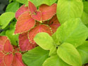 LANDSCAPE-SUMMER-ANNUALS-29.jpg (1591906 bytes)