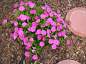 LANDSCAPE-SUMMER-ANNUALS-30.jpg (1657757 bytes)