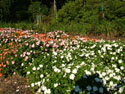 LANDSCAPE-SUMMER-ANNUALS-32.jpg (1609838 bytes)