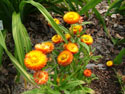LANDSCAPE-SUMMER-ANNUALS-35.jpg (1657903 bytes)