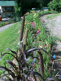 LANDSCAPE-SUMMER-ANNUALS-36.jpg (78025 bytes)
