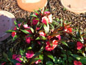 LANDSCAPE-SUMMER-ANNUALS-37.jpg (1574761 bytes)