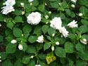 LANDSCAPE-SUMMER-ANNUALS-39.jpg (1699889 bytes)