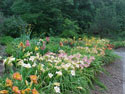 LANDSCAPE-SUMMER-DAYLILIES-16.jpg (158914 bytes)