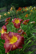 LANDSCAPE-SUMMER-DAYLILIES-20.jpg (2150531 bytes)