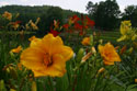 LANDSCAPE-SUMMER-DAYLILIES-21.jpg (1879479 bytes)