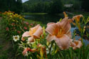 LANDSCAPE-SUMMER-DAYLILIES-22.jpg (2128330 bytes)