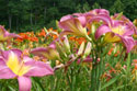 LANDSCAPE-SUMMER-DAYLILIES-23.jpg (2436534 bytes)
