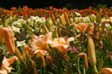 LANDSCAPE-SUMMER-DAYLILIES-24.jpg (2674846 bytes)