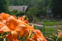 LANDSCAPE-SUMMER-DAYLILIES-27.jpg (2120290 bytes)