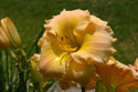 LANDSCAPE-SUMMER-DAYLILIES-28.jpg (1931106 bytes)