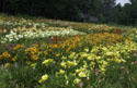 LANDSCAPE-SUMMER-DAYLILIES-31.jpg (2600852 bytes)