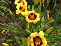 LANDSCAPE-SUMMER-DAYLILIES-32.jpg (1611833 bytes)