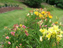 LANDSCAPE-SUMMER-DAYLILIES-37.jpg (1563800 bytes)