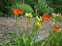 LANDSCAPE-SUMMER-DAYLILIES-40.jpg (1555702 bytes)