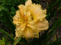 LANDSCAPE-SUMMER-DAYLILIES-41.jpg (1628603 bytes)