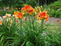 LANDSCAPE-SUMMER-DAYLILIES-43.jpg (1603864 bytes)