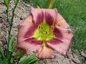 LANDSCAPE-SUMMER-DAYLILIES-ADDIE BRANCH SMITH.jpg (57839 bytes)