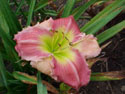 LANDSCAPE-SUMMER-DAYLILIES-AFFAIR TO REMEMBER.jpg (79844 bytes)