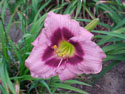 LANDSCAPE-SUMMER-DAYLILIES-ANGEL ARTISTRY.jpg (77555 bytes)