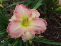 LANDSCAPE-SUMMER-DAYLILIES-ANTIQUE ROSE.jpg (78392 bytes)