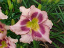 LANDSCAPE-SUMMER-DAYLILIES-ARTIST ARNOLD MCDOWELL.jpg (88677 bytes)