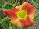LANDSCAPE-SUMMER-DAYLILIES-BAMBOO DESIGN.jpg (43358 bytes)