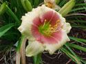 LANDSCAPE-SUMMER-DAYLILIES-BEAT THE BARONS.jpg (89316 bytes)