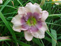 LANDSCAPE-SUMMER-DAYLILIES-BEN LEE.jpg (90462 bytes)