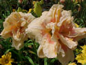 LANDSCAPE-SUMMER-DAYLILIES-BIG KISS.jpg (46391 bytes)