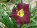 LANDSCAPE-SUMMER-DAYLILIES-BLACK AMBROSIA.jpg (118404 bytes)