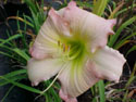 LANDSCAPE-SUMMER-DAYLILIES-BLOSSOM QUEEN.jpg (31529 bytes)