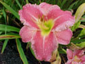 LANDSCAPE-SUMMER-DAYLILIES-BORDER CROSSING.jpg (39800 bytes)