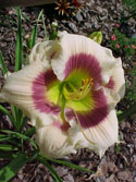 LANDSCAPE-SUMMER-DAYLILIES-BRITISH CLASSIC.jpg (48031 bytes)