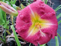 LANDSCAPE-SUMMER-DAYLILIES-CARLOTTA.jpg (47934 bytes)