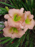 LANDSCAPE-SUMMER-DAYLILIES-CHORUS LINE.jpg (76740 bytes)