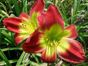 LANDSCAPE-SUMMER-DAYLILIES-CHRISTMAS IS.jpg (53390 bytes)