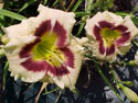LANDSCAPE-SUMMER-DAYLILIES-DARK EYED MAGIC.jpg (45725 bytes)