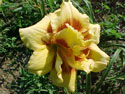 LANDSCAPE-SUMMER-DAYLILIES-DASHING DOUBLE.jpg (57718 bytes)