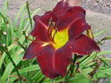 LANDSCAPE-SUMMER-DAYLILIES-DOMINIC.jpg (104942 bytes)